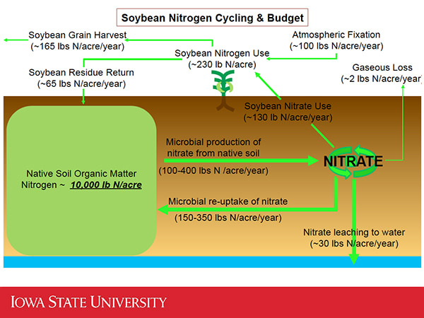 Info-graphic of the Soybean Nitrogen Cycling Budget, provided by Iowa State University